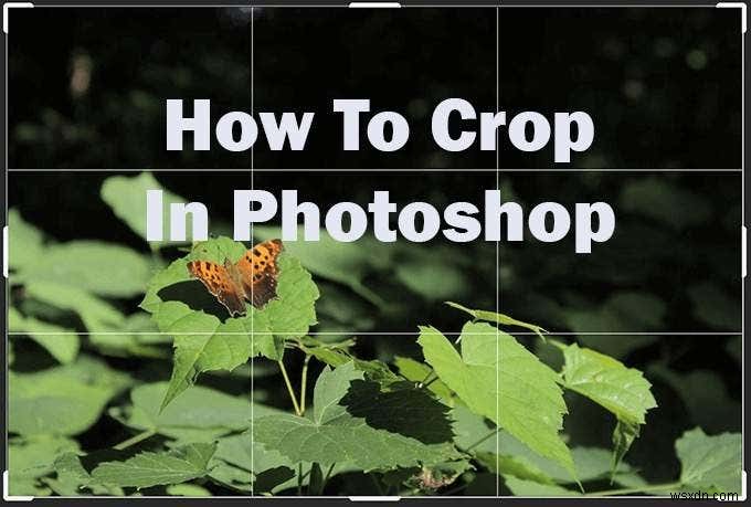 【初心者向け】Photoshopで画像をトリミングする方法|基本操作から応用テクニックまで