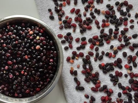 無料の食材が見つかる！フォレージングアプリ「Falling Fruit」で野生の食べ物を探す方法