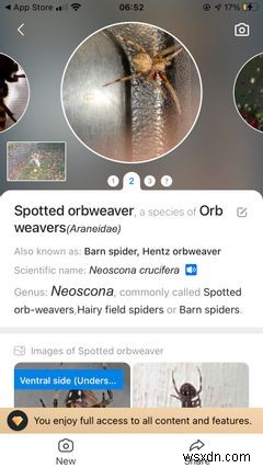iPhoneで虫をすぐに識別!使える昆虫識別アプリ5選