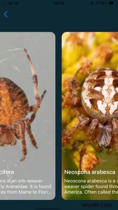 iPhoneで虫をすぐに識別!使える昆虫識別アプリ5選