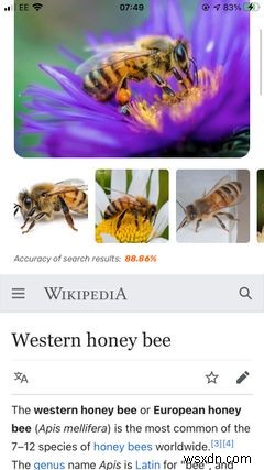 iPhoneで虫をすぐに識別!使える昆虫識別アプリ5選