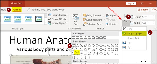 PowerPointのズームアニメーションでプレゼンを魅力的に!作成手順を徹底解説