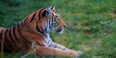 Googleの3D動物を自宅のリビングに呼び出す方法｜AR検索の使い方を徹底解説