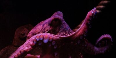Octoparseレビュー:コーディング不要でWebスクレイピングが簡単にできる