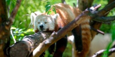 ファーストパーティ分離（FPI）とは？Firefoxで有効にする方法を徹底解説