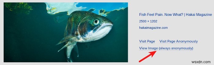 Google画像検索で消えた「画像を表示」ボタンを復活させる2つの方法