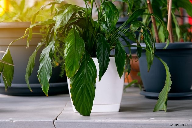 写真を撮るだけでOK！iPhoneで植物を識別する方法【アプリ不要・無料】