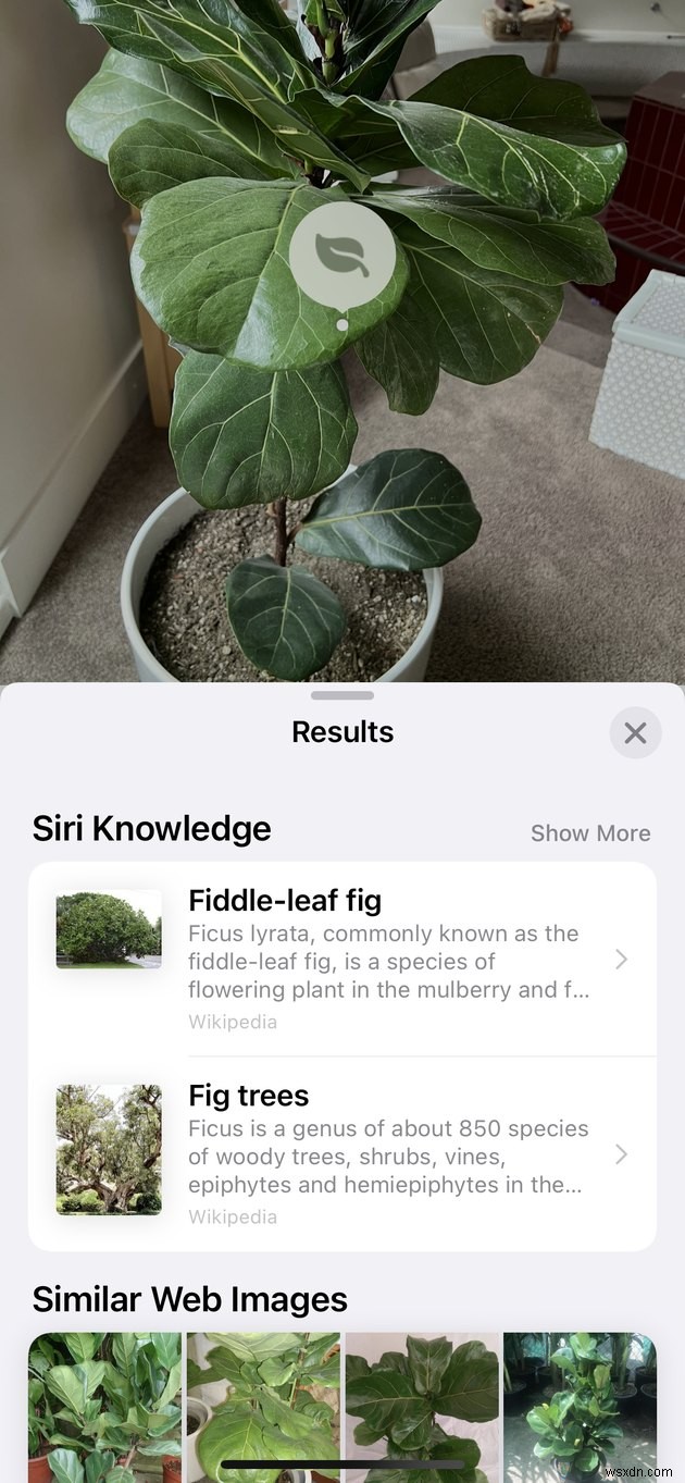 写真を撮るだけでOK！iPhoneで植物を識別する方法【アプリ不要・無料】