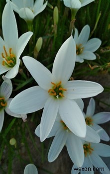 iPhone・Androidの写真に「深度効果（背景ぼかし）」を加える方法