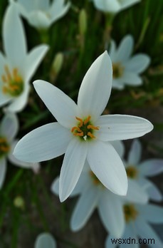 iPhone・Androidの写真に「深度効果（背景ぼかし）」を加える方法