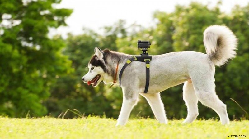 犬の飼い主必見！愛犬との暮らしがもっと楽しくなるおすすめガジェット8選