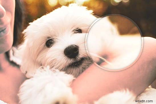画像ファイル形式の謎を解明!ラスターとベクターの違い、画質と圧縮の仕組み