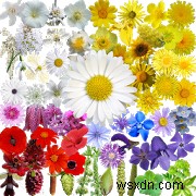 Android・iPhone対応!おすすめ植物識別アプリ10選【最新版】