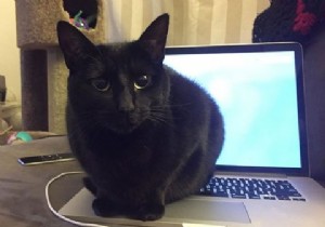 猫からノートPCとデスク周りを守る!キャットプルーフ対策7選