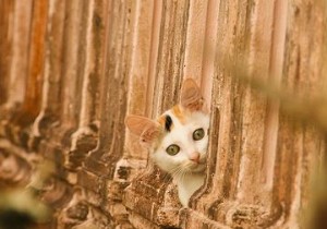 Windows 10はユーザーを監視している？プライバシー問題の真実と安心して使うための対策