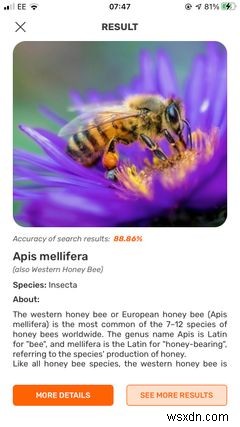 バグや昆虫を特定するためのiPhoneのトップ5アプリ 