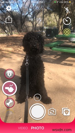 すべての犬の飼い主のための7つの必須のiPhoneアプリ 