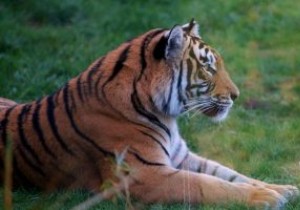 Googleの3D動物を自宅のリビングに呼び出す方法｜AR検索の使い方を徹底解説