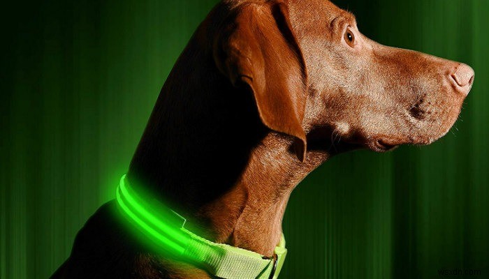 あなたの犬のための最高のハイテクペット製品の5 