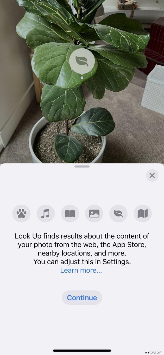 写真を撮るだけで iPhone 上の植物を識別する方法