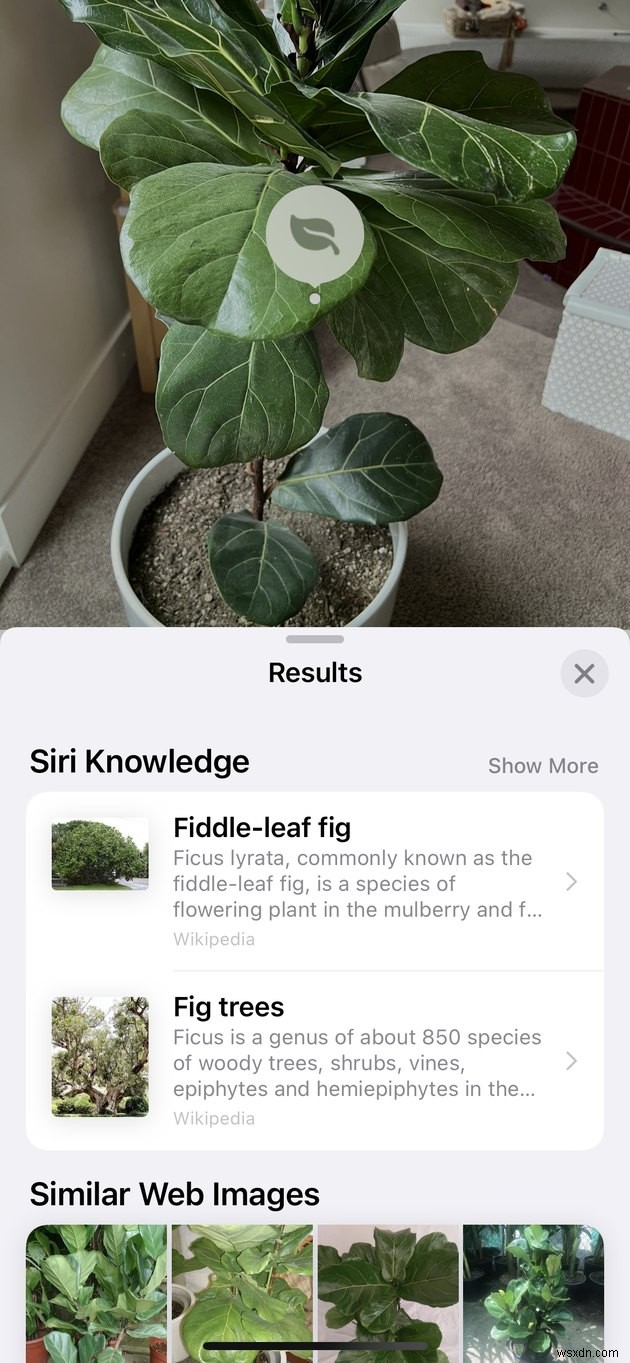 写真を撮るだけで iPhone 上の植物を識別する方法